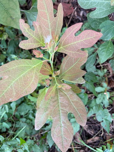 sassafras