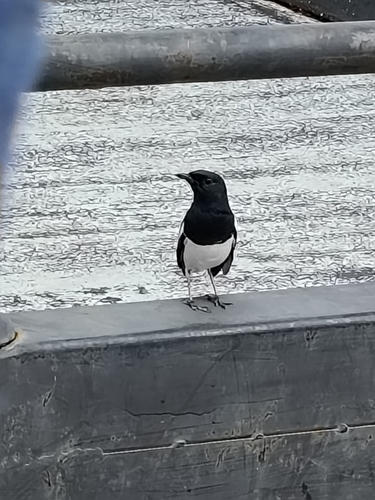 Oriental Magpie-Robin