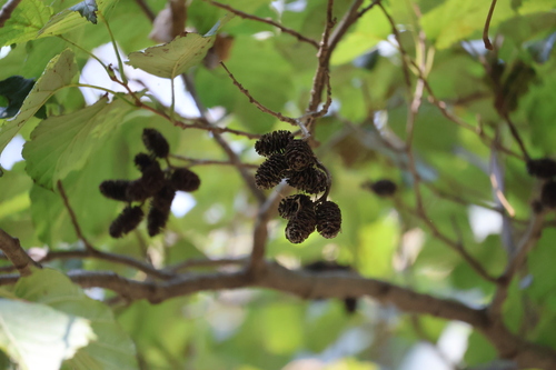 Manchurian Alder
