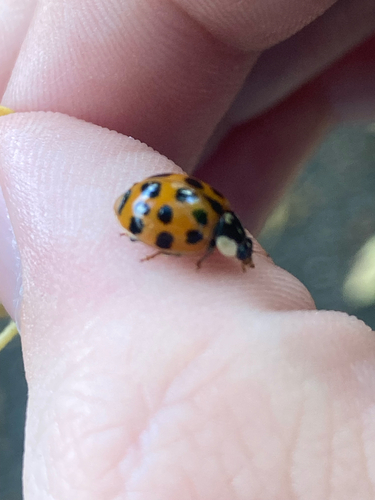 Asian Lady Beetle