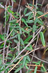 Astrotricha ledifolia