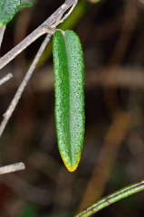 Astrotricha ledifolia