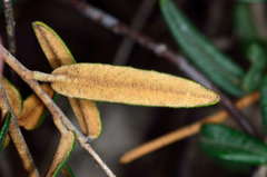 Astrotricha ledifolia