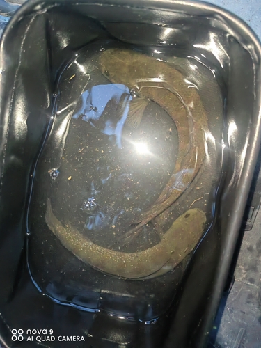 Small Snakehead