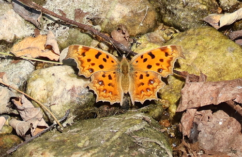 Asian Comma