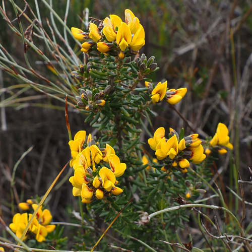 Aotus ericoides, photograph 1