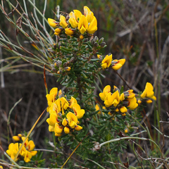 Aotus ericoides, photograph author not stated, no rights reserved
