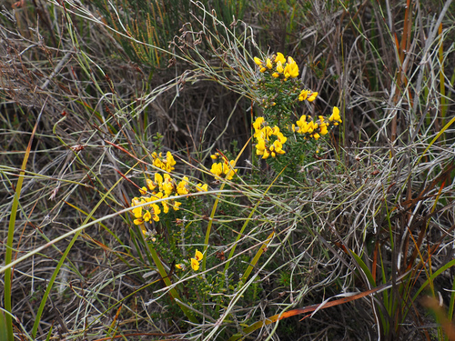 Aotus ericoides, photograph 2