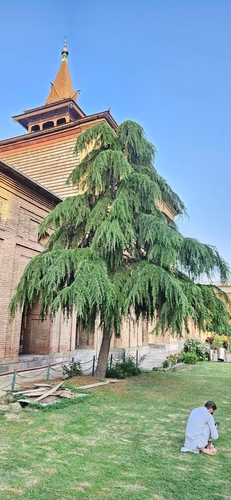 Cedrus deodara