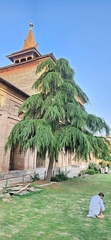 Cedrus deodara