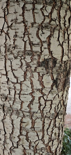 Cedrus deodara, photograph 2
