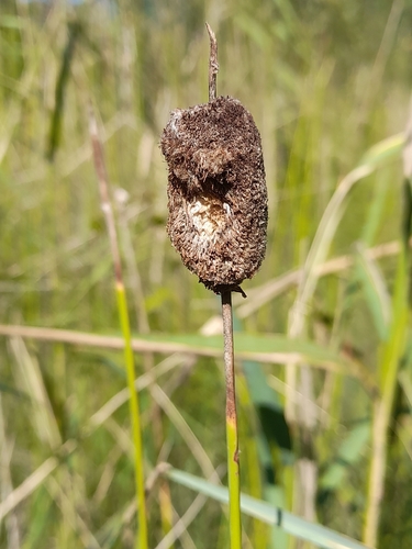 Typha minima