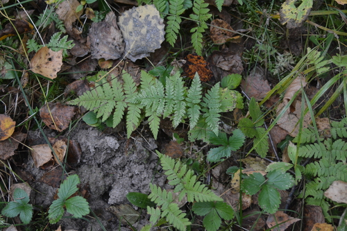 Dryopteris carthusiana, photograph 6