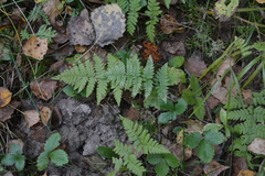 Dryopteris carthusiana, photograph author not stated, no rights reserved