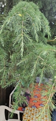 Cedrus deodara, photograph (c) Xthnob, some rights reserved (CC BY)