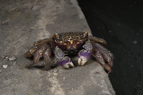 Violet Vinegar Crab