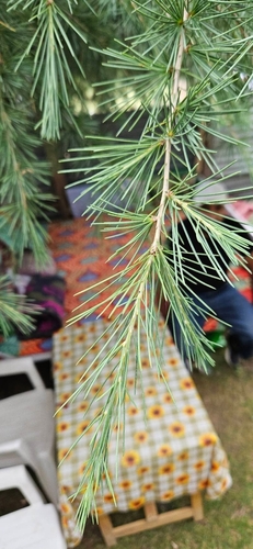 Cedrus deodara, photograph 5