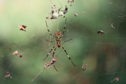 Joro Spider