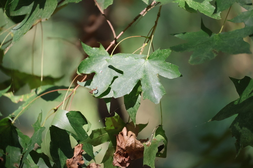 Shandong Maple