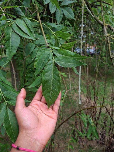 European ash