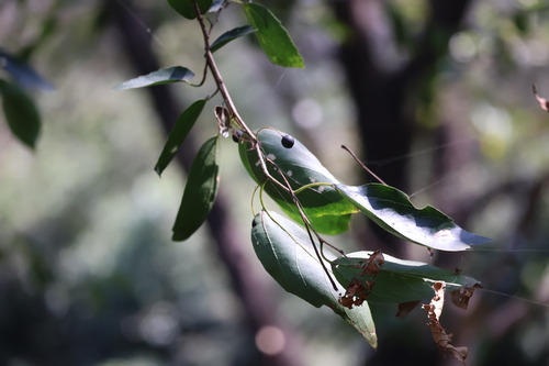 Celtis bungeana observed 2026-09-22