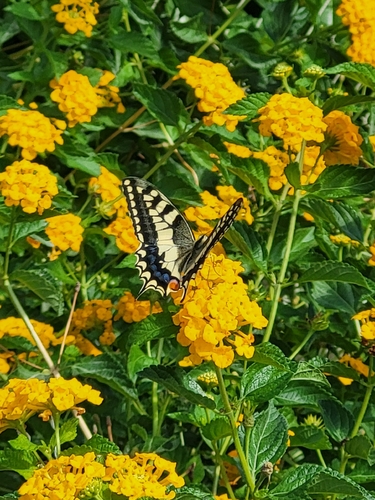 Old World Swallowtail