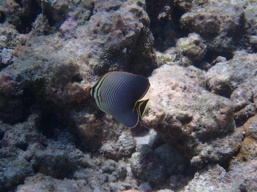 Chaetodon triangulum observed 2026-09-22