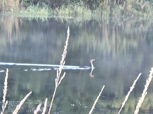 Double-crested Cormorant
