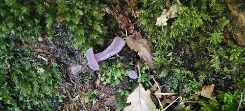 Amethyst Deceiver