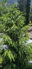 Picea smithiana