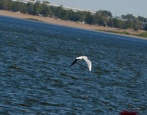 Black-headed Gull