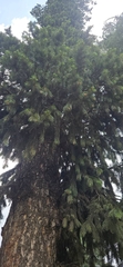 Picea smithiana, photograph (c) Xthnob, some rights reserved (CC BY)