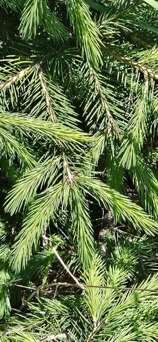 Picea smithiana, photograph 3