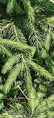 Picea smithiana, photograph (c) Xthnob, some rights reserved (CC BY)