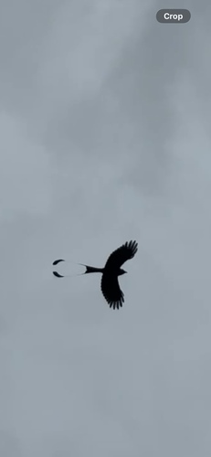 Greater Racket-tailed Drongo