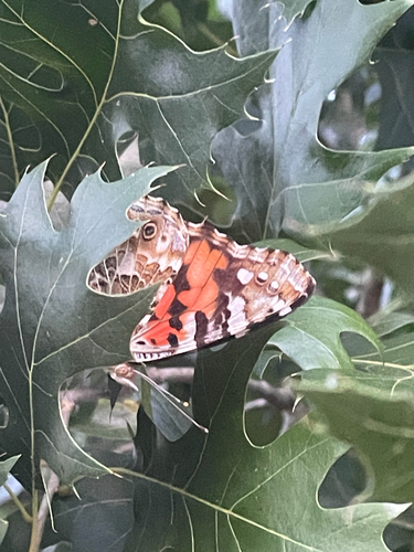 Painted Lady