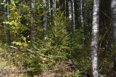 Picea abies, photograph author not stated, no rights reserved