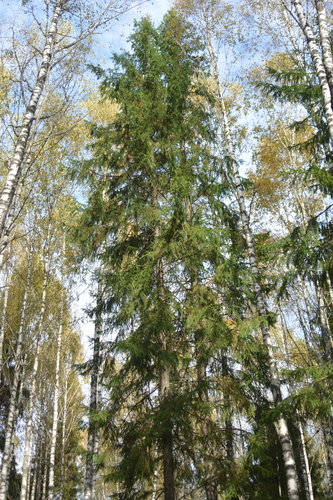 Picea abies, photograph 4