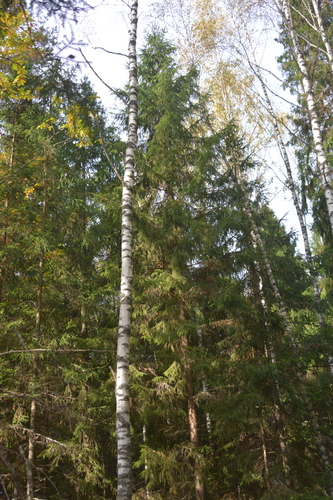 Picea abies, photograph 3