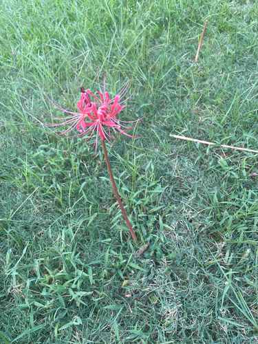 red spider lily