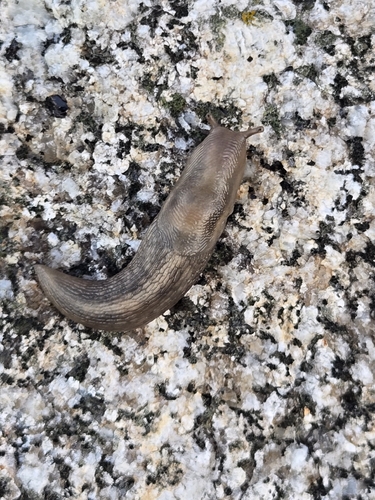 Tree slug