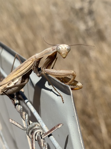 European Mantis