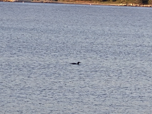 Common Loon