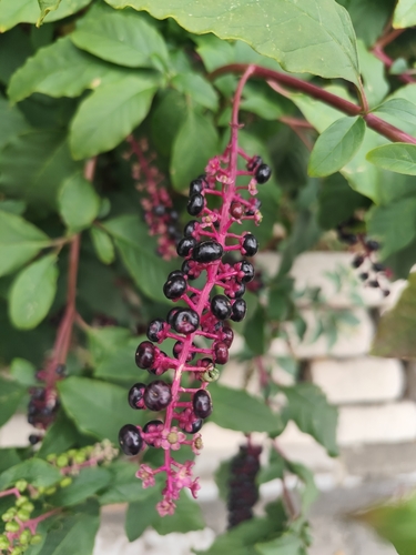 American pokeweed