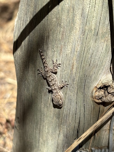 Moorish Gecko