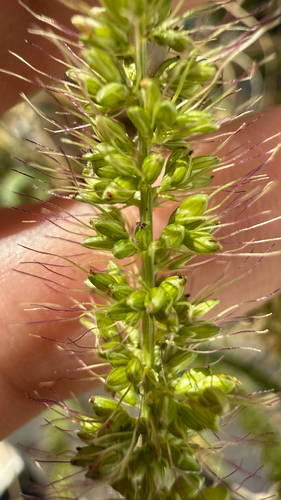 hooked bristle grass