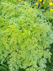 Anthriscus sylvestris