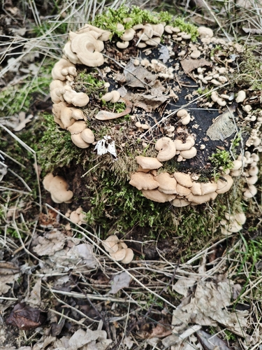 Luminescent Panellus