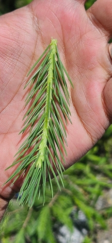 Picea smithiana, photograph 4