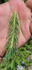 Picea smithiana, photograph (c) Xthnob, some rights reserved (CC BY)
